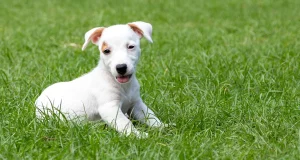 las-consecuencias-de-salir-a-la-calle-con-un-cachorro-sin-vacunar